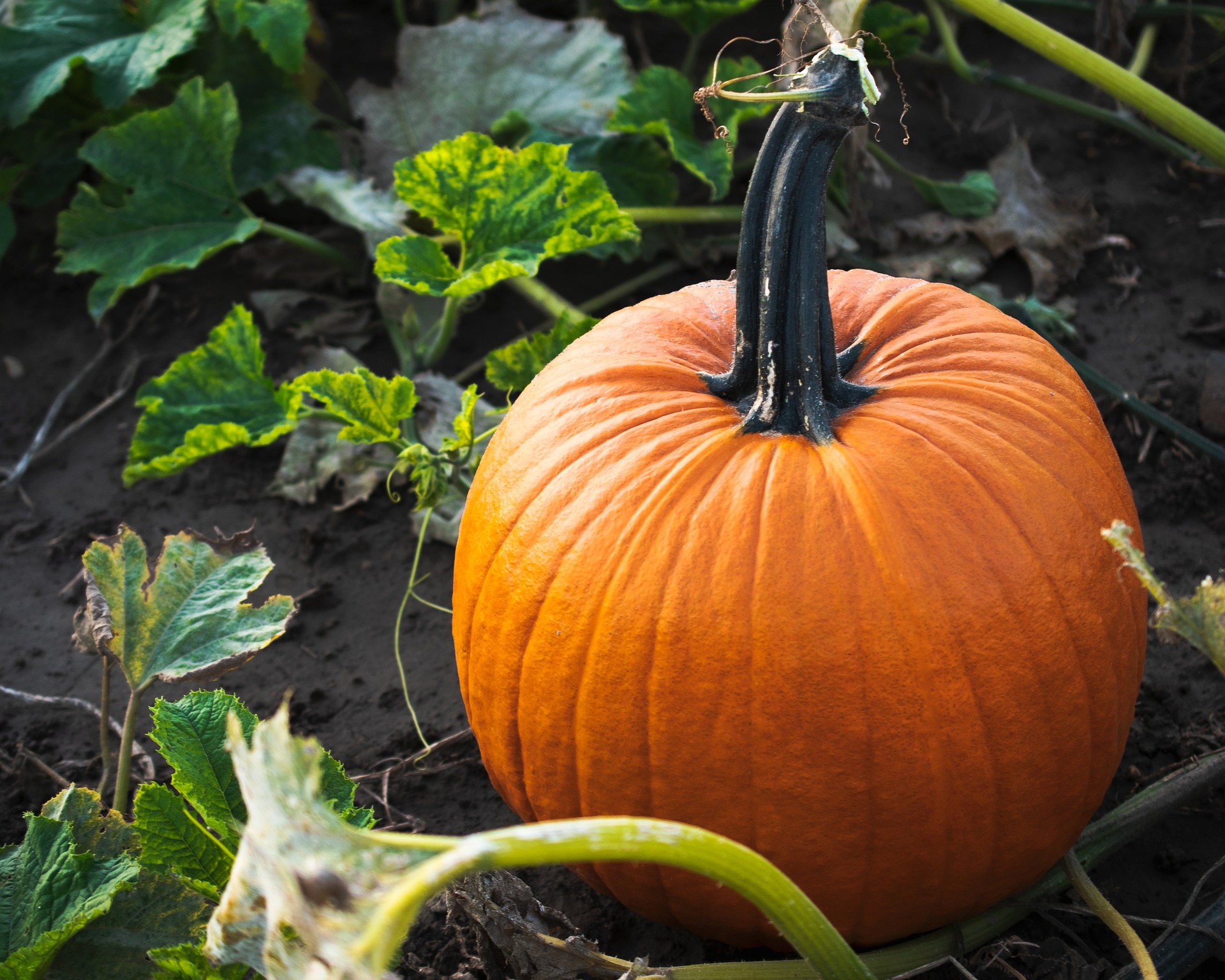 saving-pumpkin-seeds-how-to-store-pumpkin-seed-for-planting-almanac